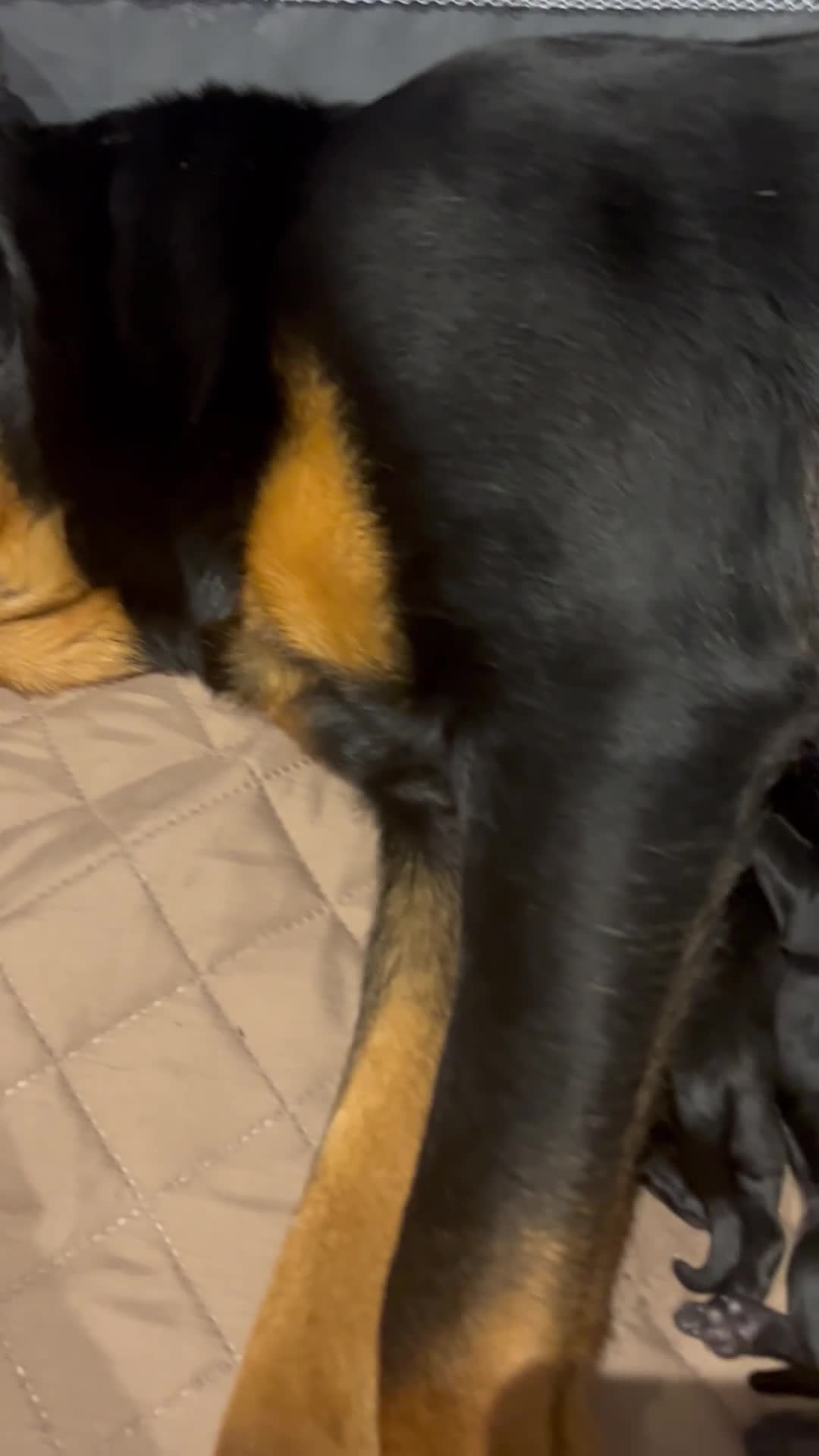 Mixed Breed dogs for sale: 11 adorable Rottador Labweiler puppies for sale   - Video 1