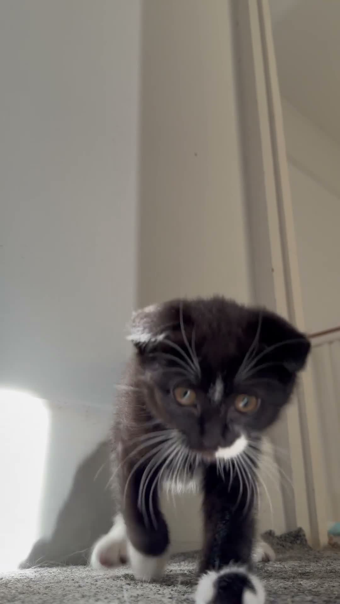 Scottish Fold cats for sale: 🖤🤍Adorable Scottish Kitten Ready for Loving Home - Video 3