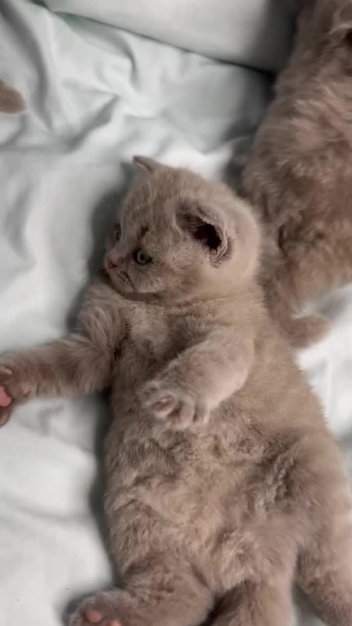 British Shorthair cats for sale: 🐱Adorable Rare Lilac British Shorthair Kittens - Video 3