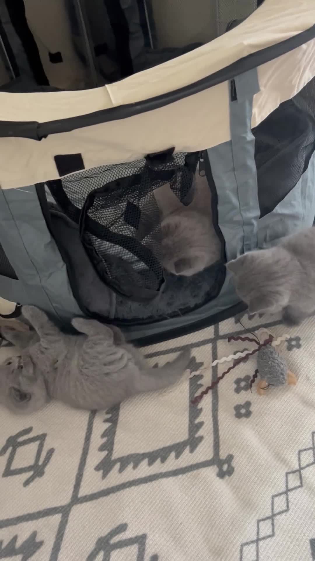 British Shorthair cats for sale: British Shorthair Kittens Raised with Love - Video 2