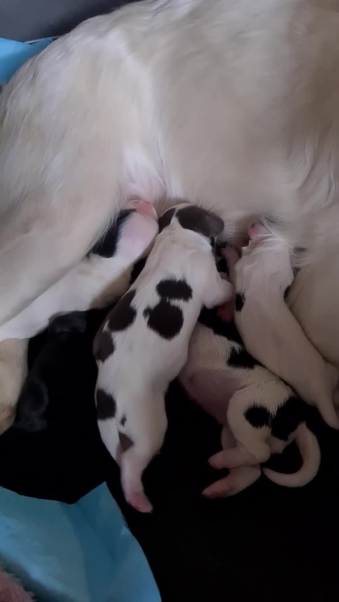Cocker Spaniel dogs for sale: Cocker spaniel puppies due  - Video 2