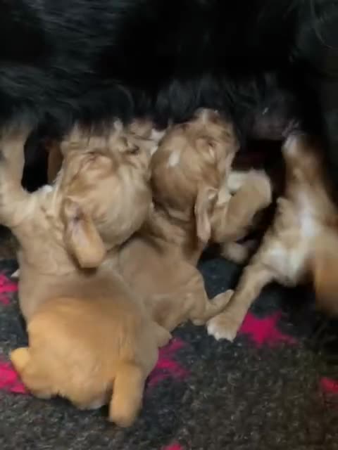 Cocker Spaniel dogs for sale: Beautiful KC reg working cocker spaniel puppies - Video 1