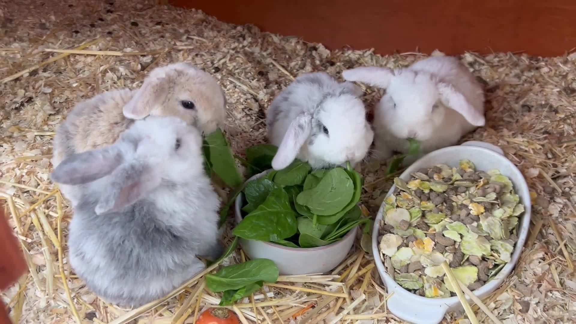 Mini Lop rabbits for sale: Five Baby Mini Lops - Video 2