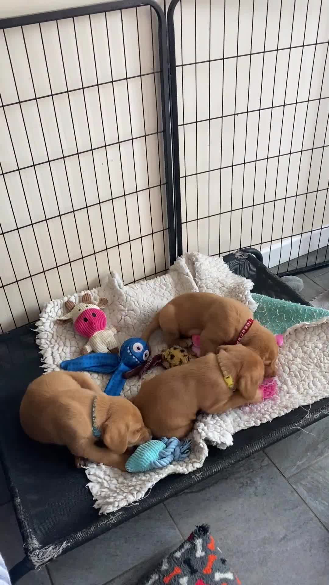Labrador Retriever dogs for sale: Fox Red Labrador Puppies  - Video 2