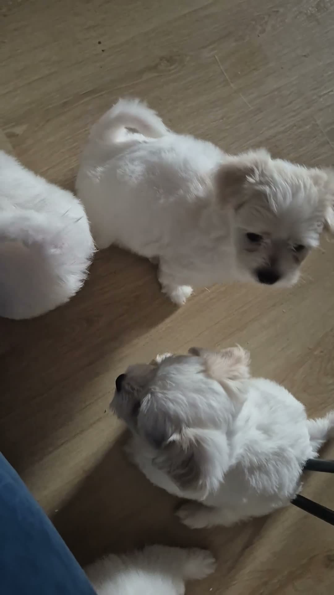 Mixed Breed dogs for sale: Maltese-Bichon puppies for sale 4 boys available - Video 2