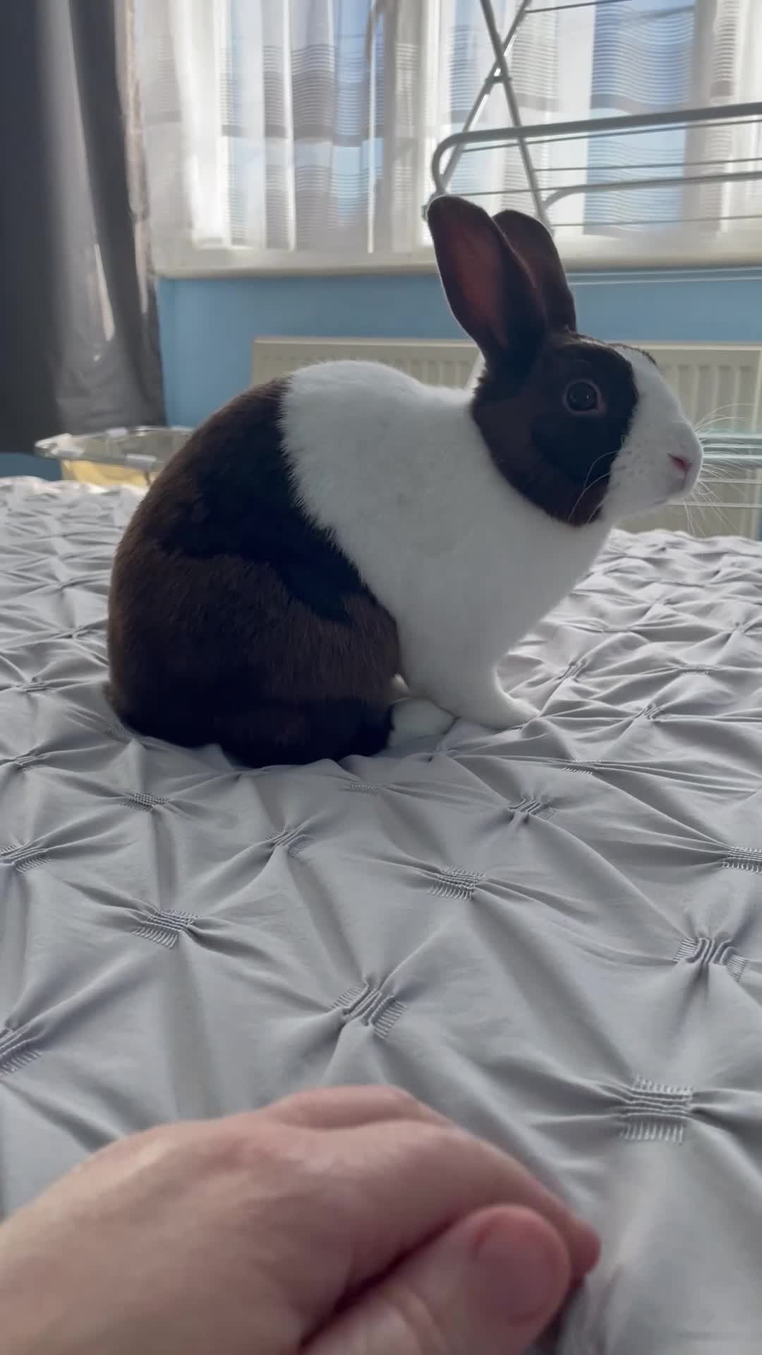 Dutch rabbits for sale:  🐇 Rehoming – Luke (Dutch, Male, 2yrs) - Video 1