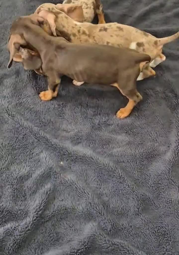 Miniature Dachshund dogs for sale: Miniature Dachshund READY NOW - Video 2