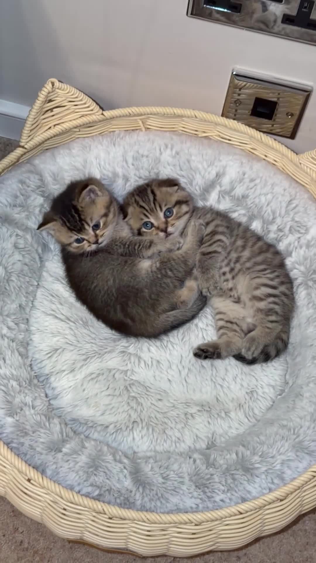 Scottish Fold cats for sale: SCOTTISH FOLD & BRITISH SHORTHAIR  - Video 1