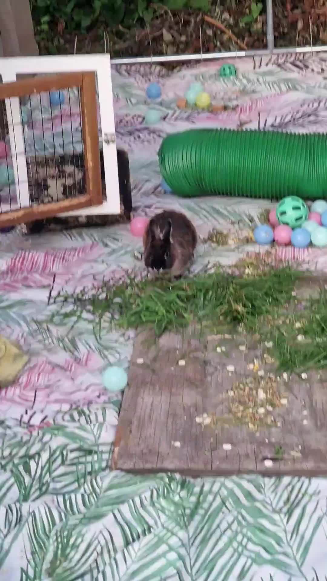 Mixed Breed rabbits for sale: 4 rabbits and a full set up for sale  - Video 1