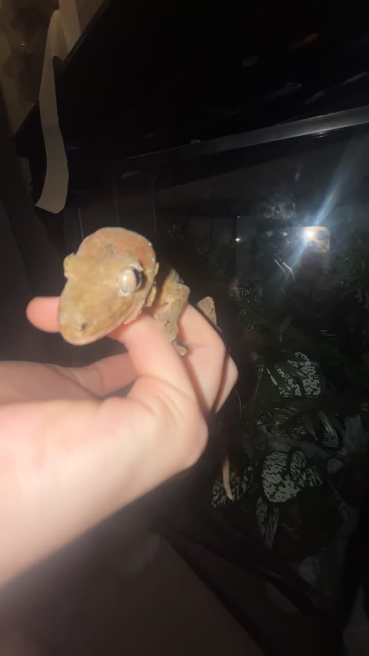 Gecko reptiles for sale: chahoua Gecko  - Video 1
