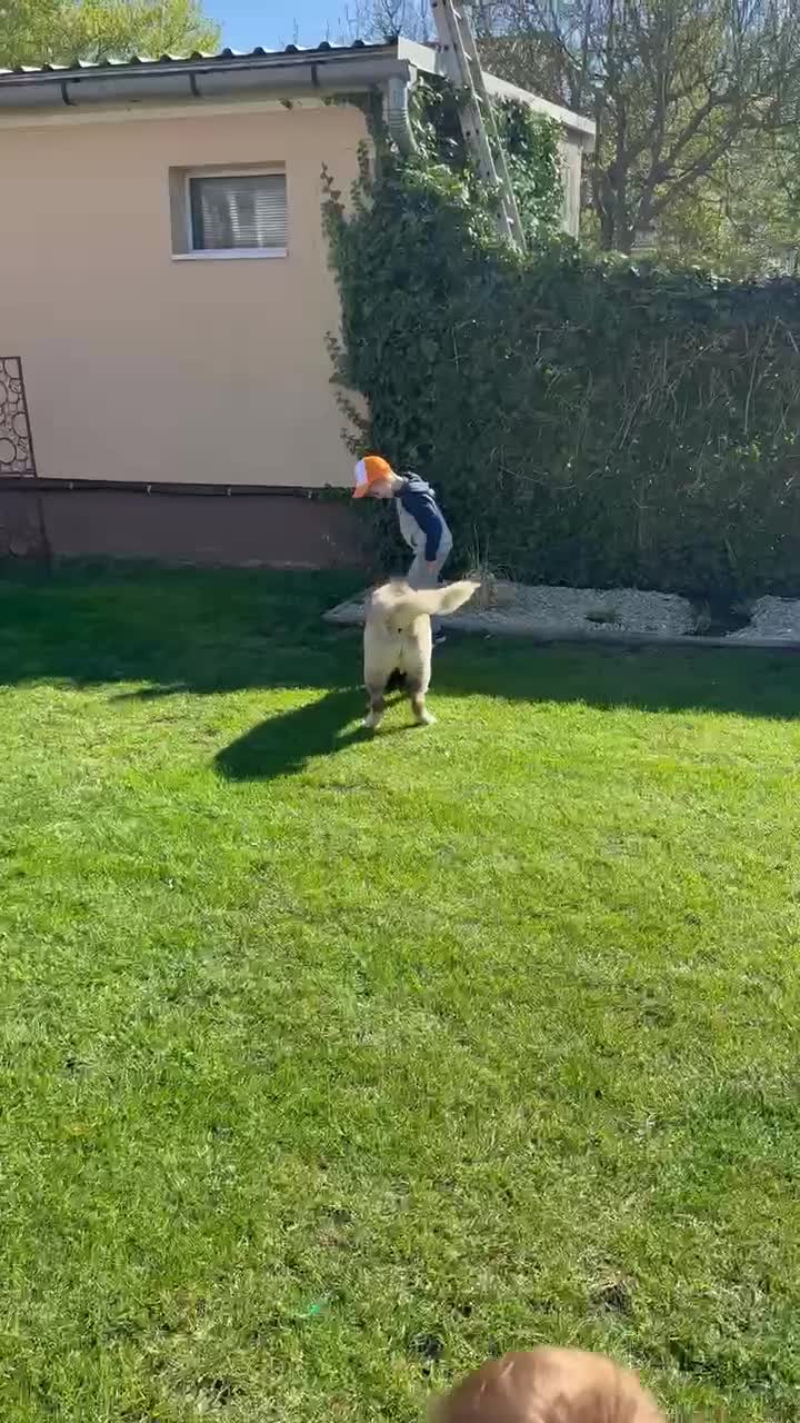 Akita dogs for sale: Champion show line imported female akita - Video 1