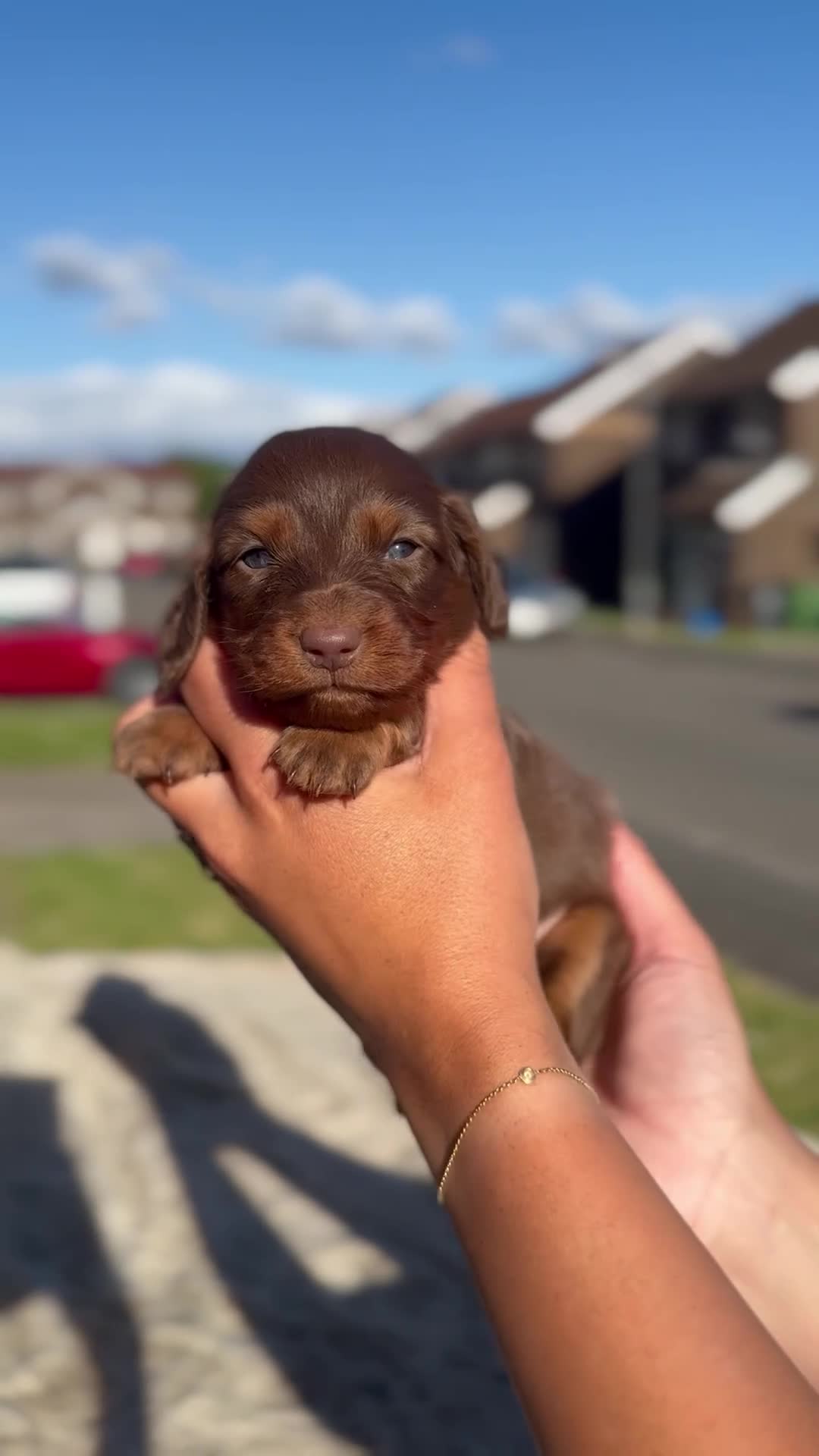 Miniature Dachshund dogs for sale: ✨KC PRA CLEAR miniature longhair dachshund  - Video 3