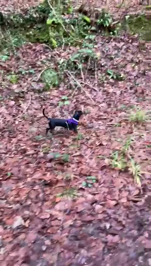 Dachshund dogs for adoption: Darling Suki seeking her forever home - Video 2