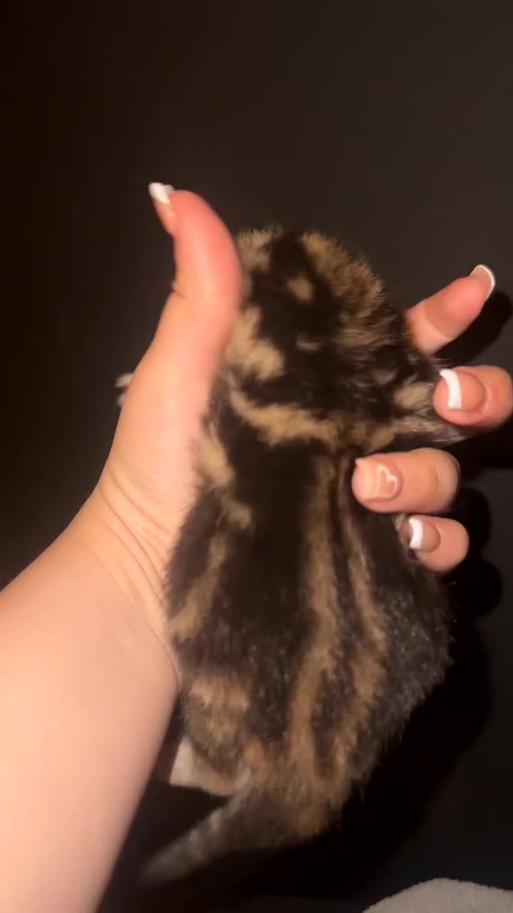 Pixie Bob cats for sale: 3 pixie bobs mixed  in Sheffield - Video 3