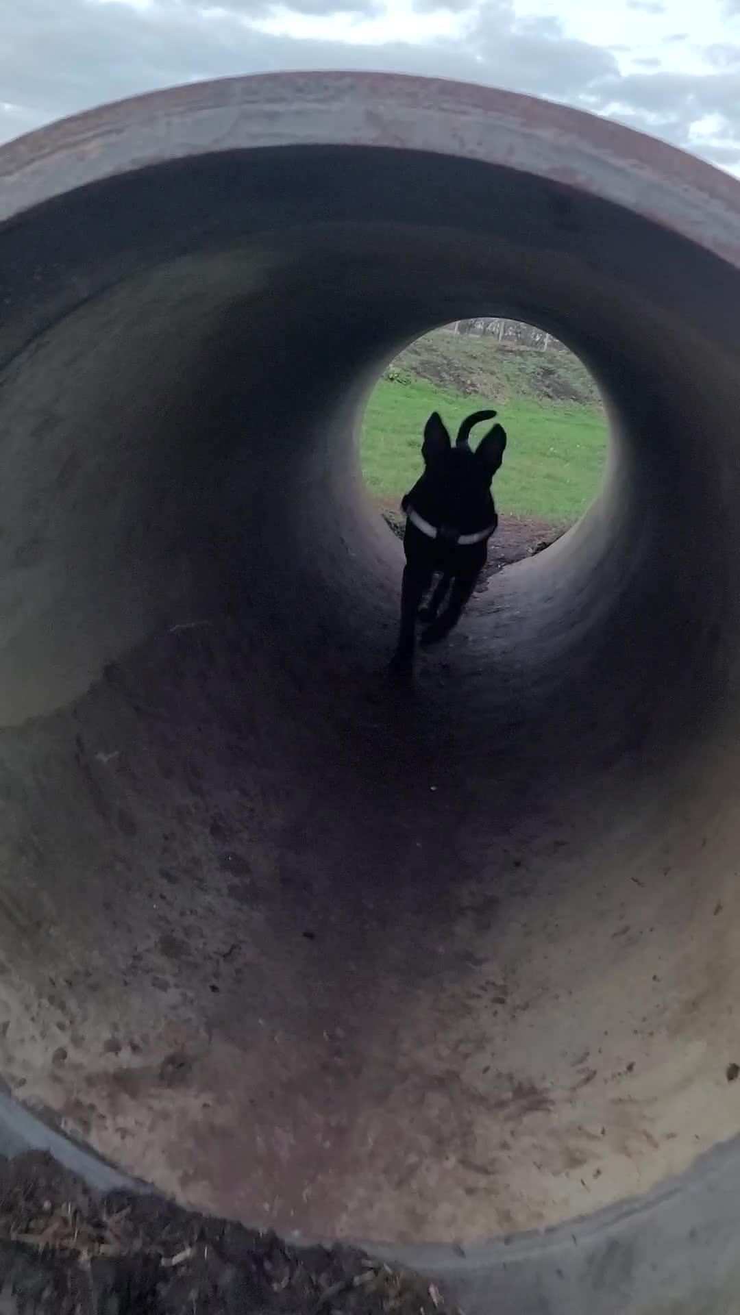 Mixed Breed dogs for sale: Pablo - Belgian Malinois x Presa Canario dog  in ELY - Video 1