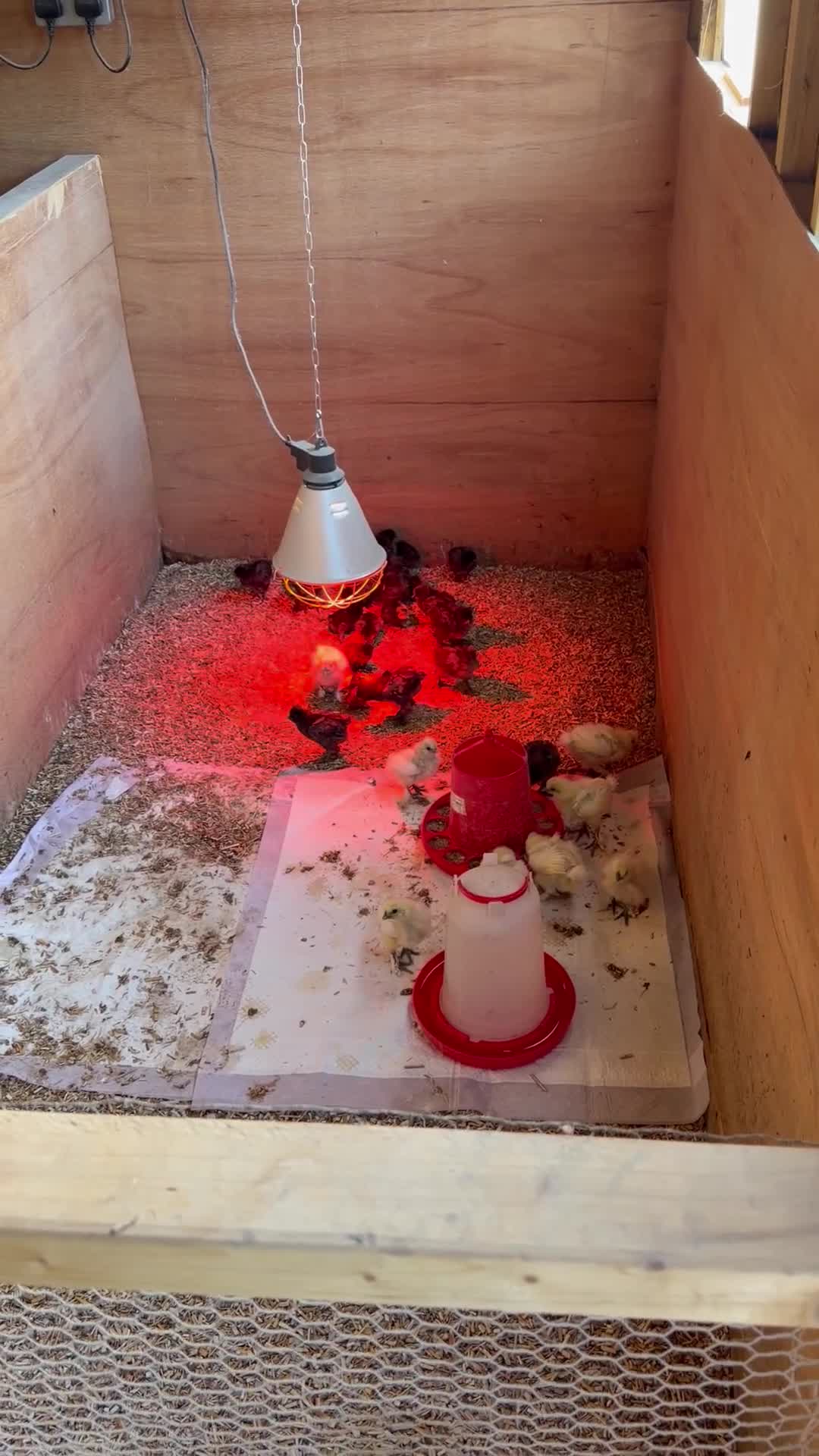 Chickens poultry for sale: Silkie Chicks - Video 2