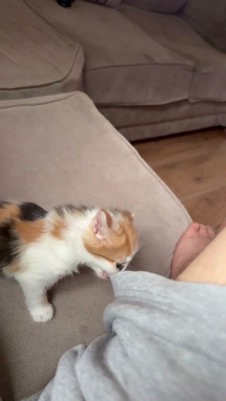 Domestic Shorthair cats for sale: 3 kittens for sale - Video 1