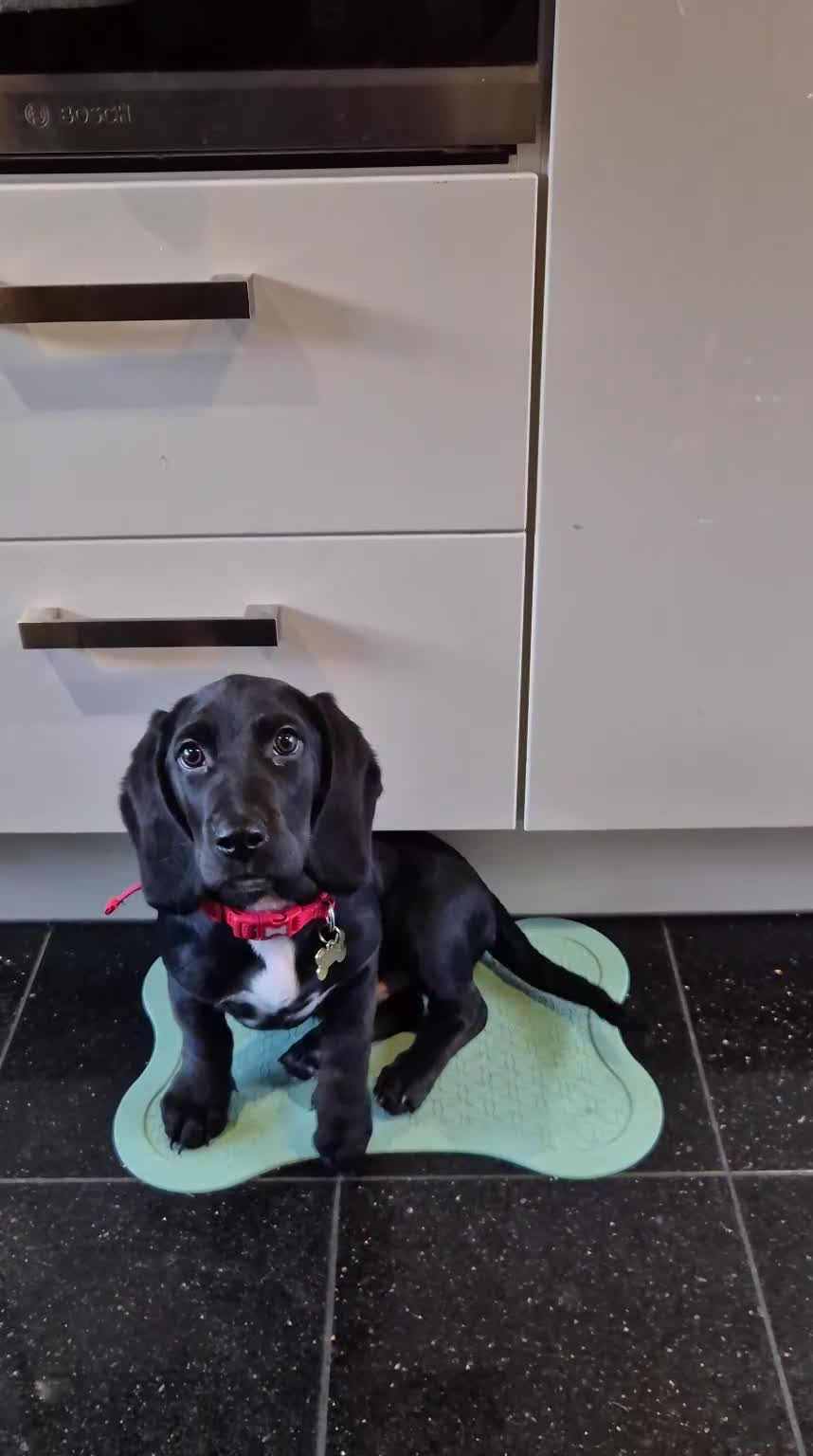 Mixed Breed dogs for sale: Mixed breed Labrador male puppy  - Video 1