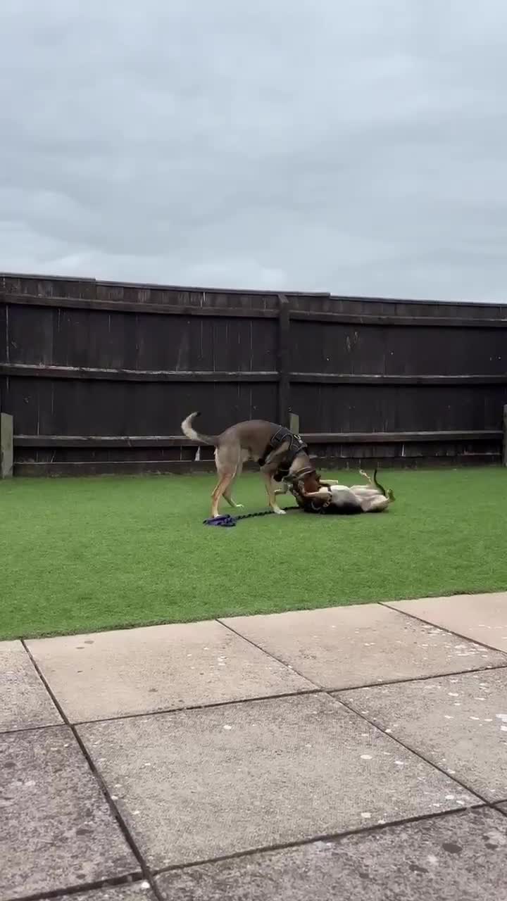 Mixed Breed dogs for adoption: Lottie –  10 months old, Mixed Breed Girl Pup - Video 4