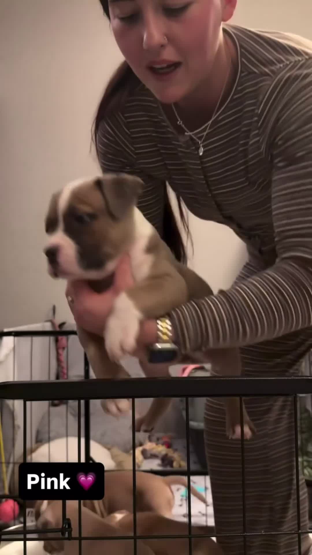 Mixed Breed dogs for sale: Pocket Bully Cross/ American Bully - Video 2