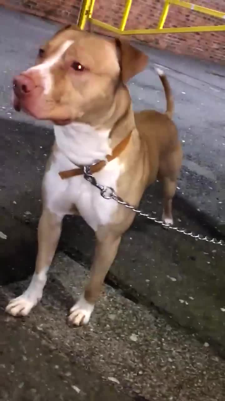 American Bully dogs for sale: Male Bully For Sale - Video 1