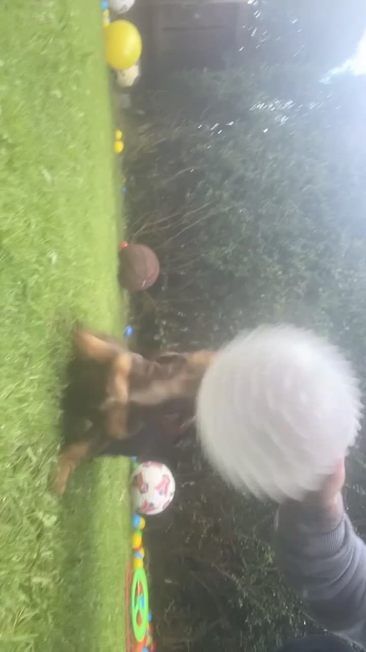 Miniature Dachshund dogs for sale: Miniature Dachshund  in Dungannon - Video 1