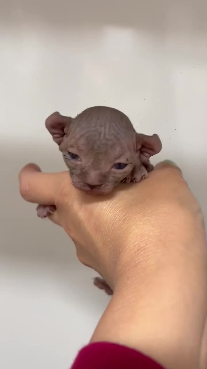 Sphynx cats for sale: SPHYNX ELF BAMBINO KITTEN TICCA REGISTERED ACTIVE  - Video 1
