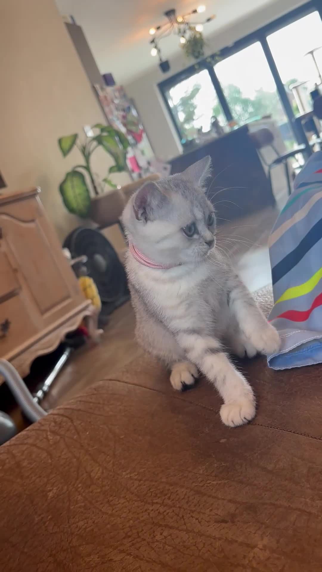 British Shorthair cats for sale: ✨LAST KITTEN LEFT✨OPEN TO OFFERS FOR RIGHT HOME✨ - Video 3