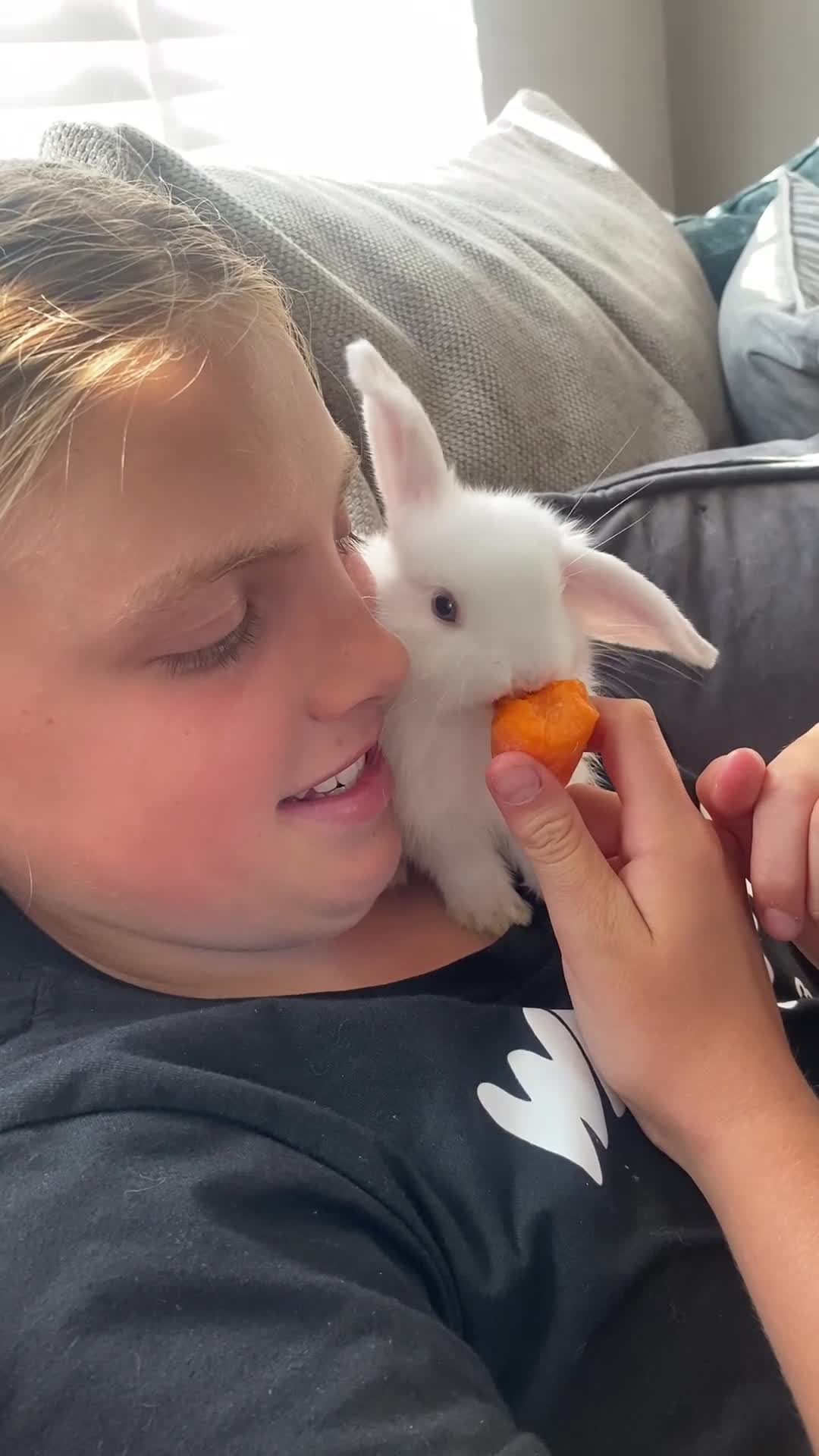 Mini Lop rabbits for sale: Beautiful baby mini lop bunnies  - Video 1