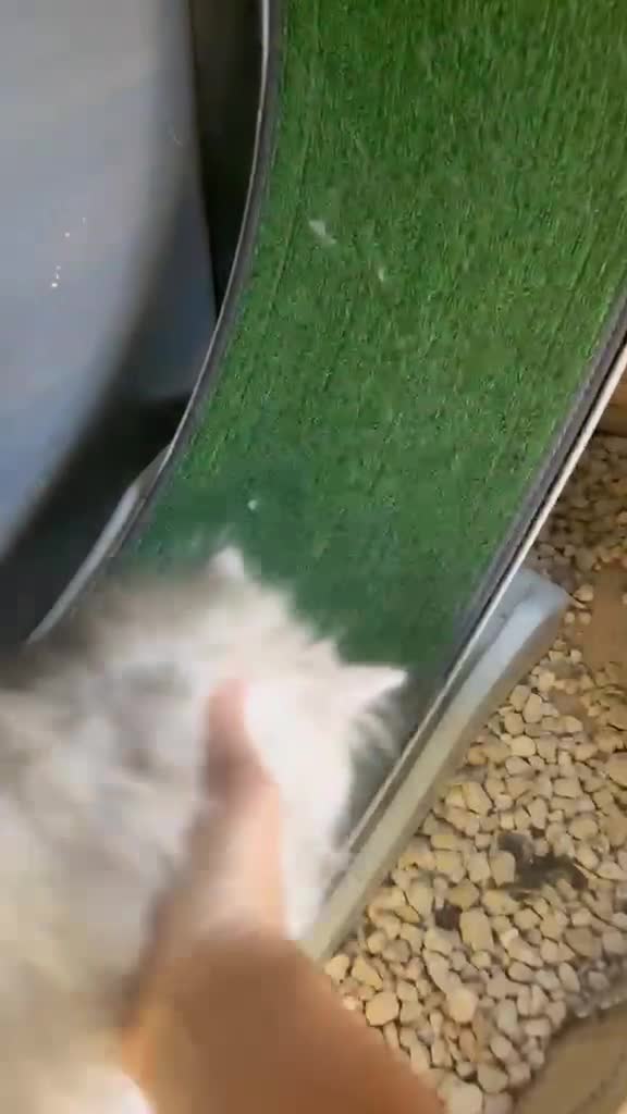 Persian cats for sale: Silver Persians waiting for for cuddles 🥰  - Video 1