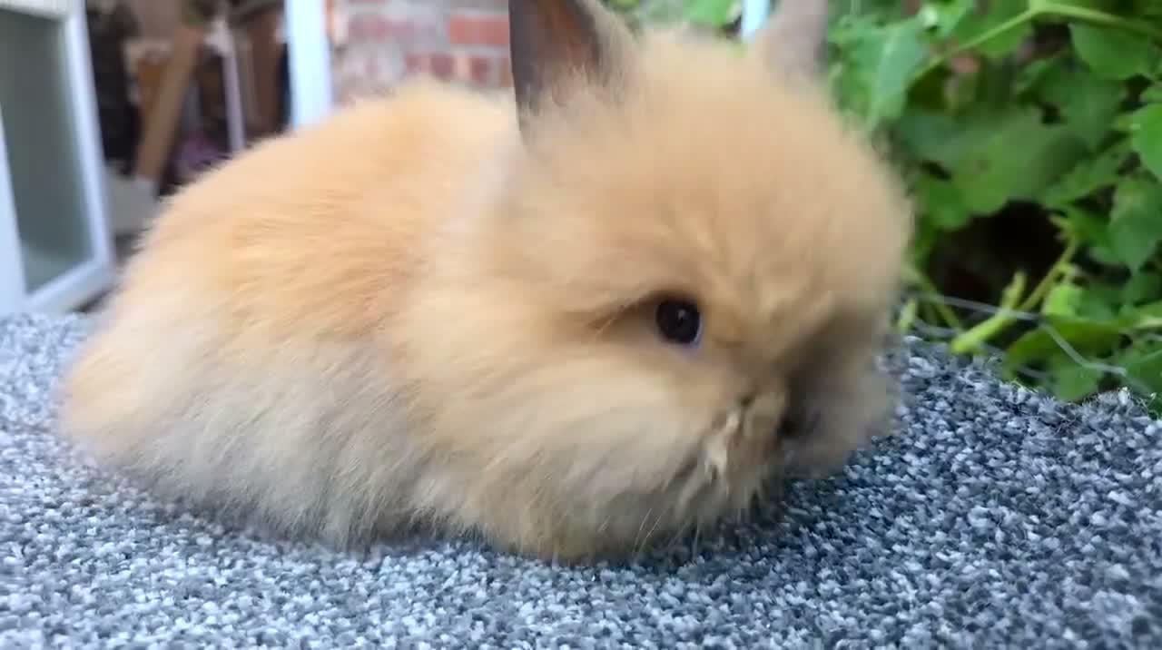 Lionhead rabbits for sale: Lion Head  (Fluffy Blue eyes ) - Video 3