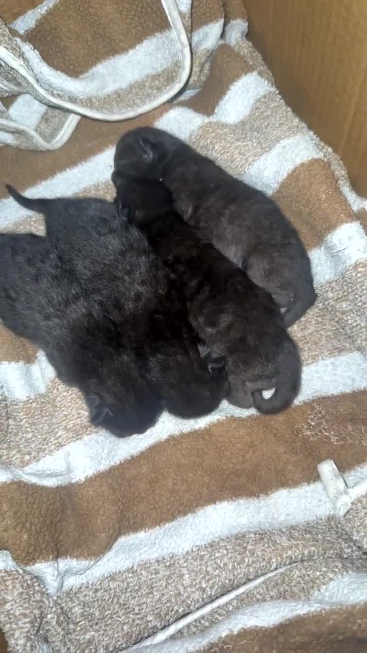 Mixed Breed cats for sale: Mother cat & 4 kittens- rehoming together (urgent) - Video 2