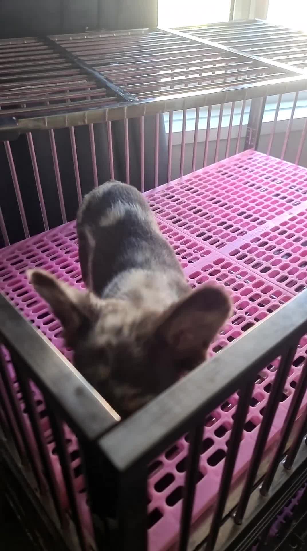 French Bulldog dogs for sale: ✨ Enchanted Frenchie Puppies Ready Now! ✨ - Video 3