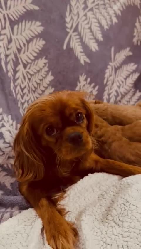 Cavapoo dogs for sale: A wonderful litter of 6 red teddy cavapoos  - Video 4
