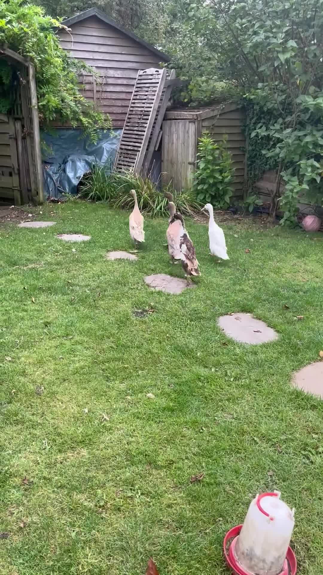 Ducks poultry for sale: 5 female ducks  in Petersfield - Video 1