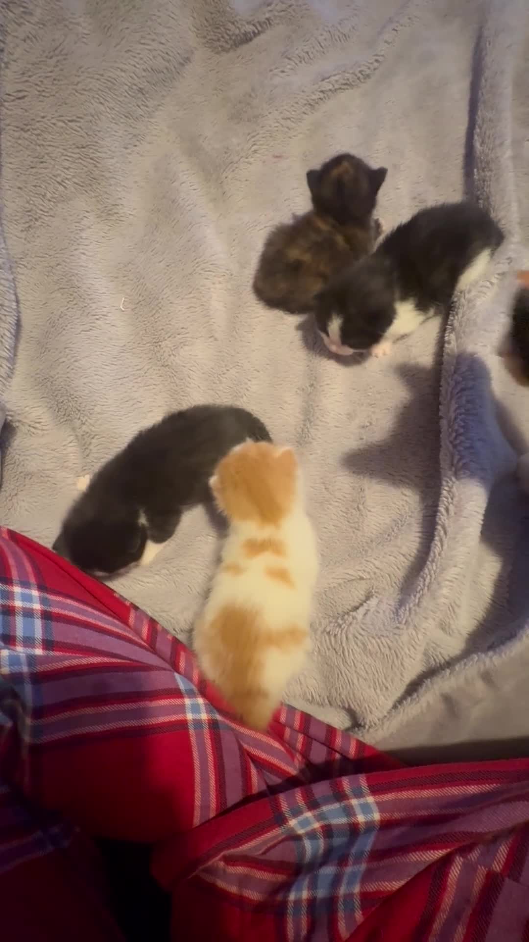 British Shorthair cats for sale: kittens for sale. - Video 1