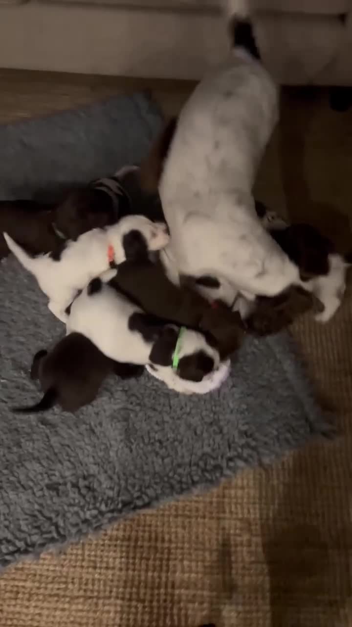 Sprocker dogs for sale: Chocolate and white Sprocker Puppies - Video 1