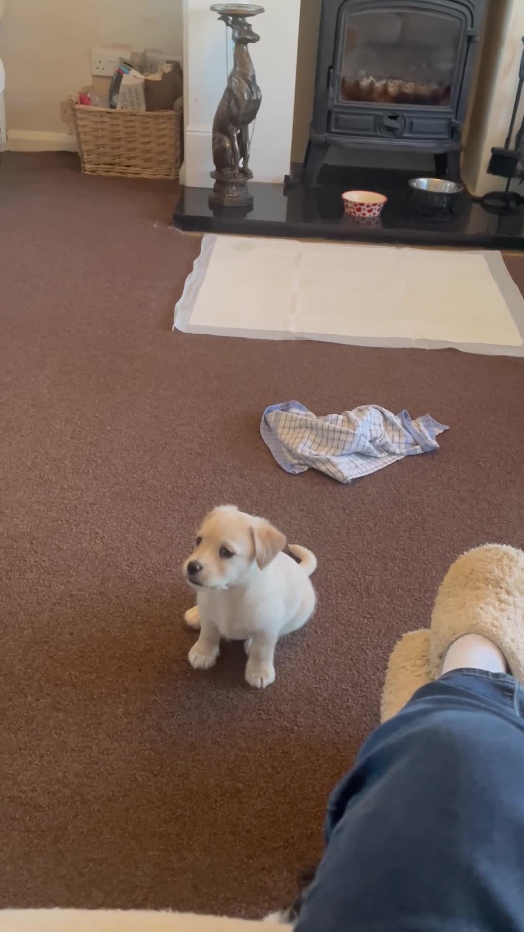 Jack Russell dogs for sale: Stunning Cream Puppy - Video 2