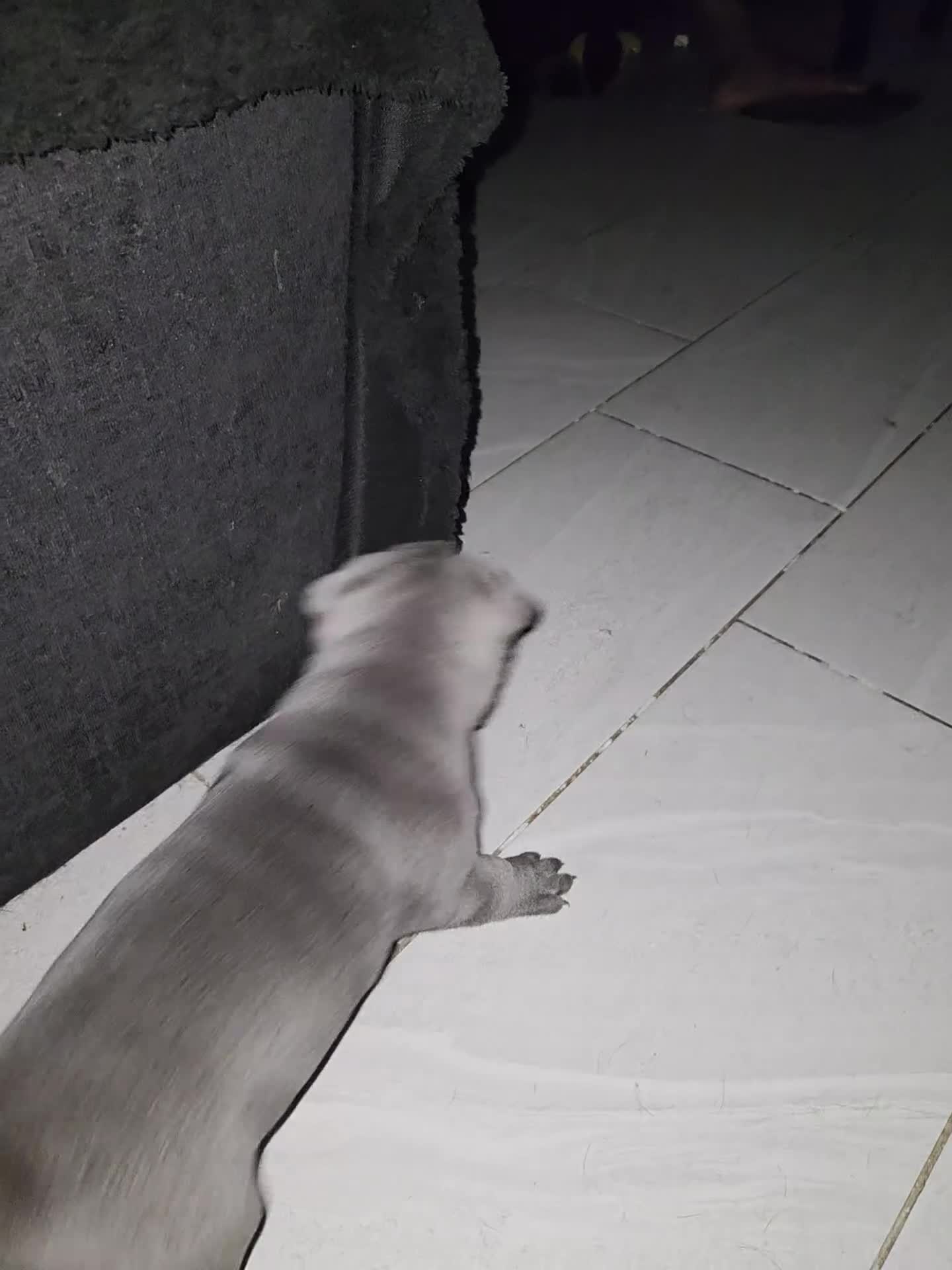 Mixed Breed dogs for sale: Shar-pie cross pocket bully  in Oxford - Video 1