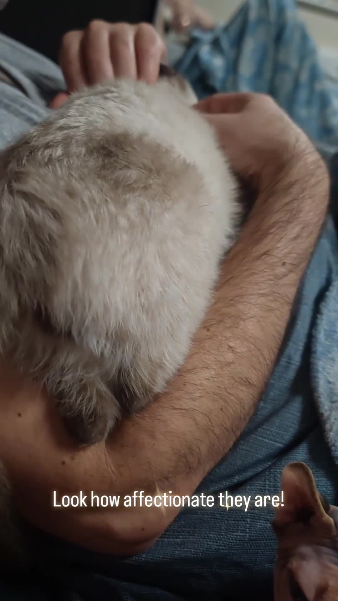 American Curl cats for sale: Only 2 left. Unique kittens for the best homes. in Oldham - Video 1