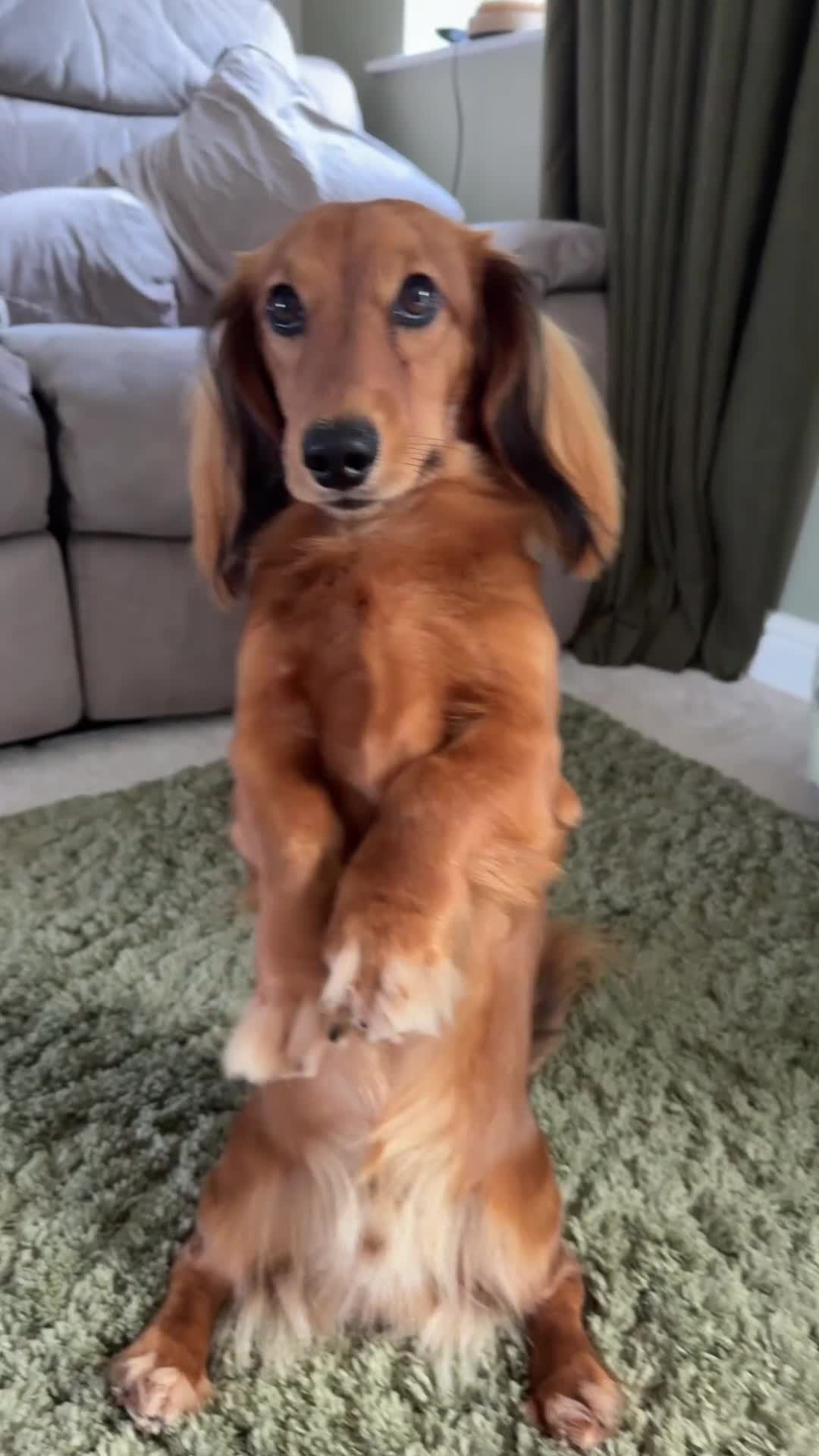 Miniature Dachshund dogs for stud: Long haired Shaded Red Miniature Dachshund   - Video 1