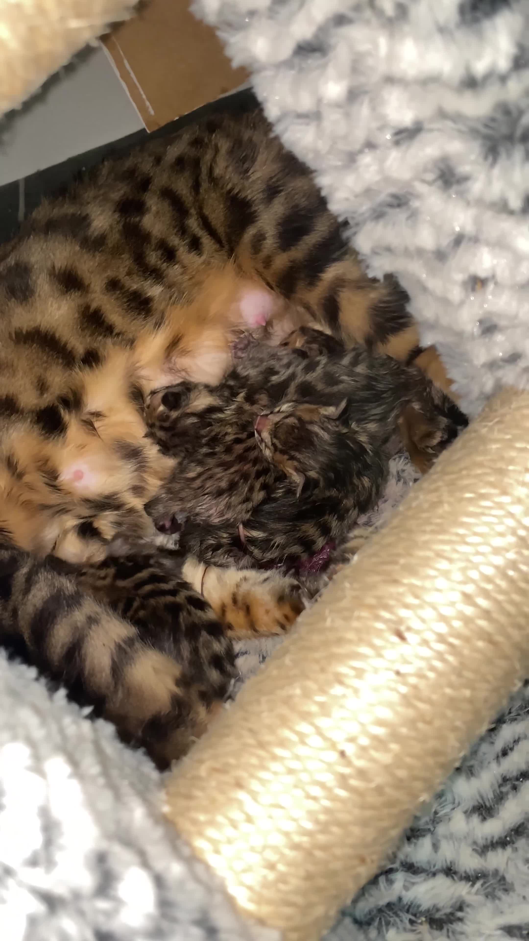 Bengal cats for sale: 3x bengal kittens full pedigree tica reg - Video 1