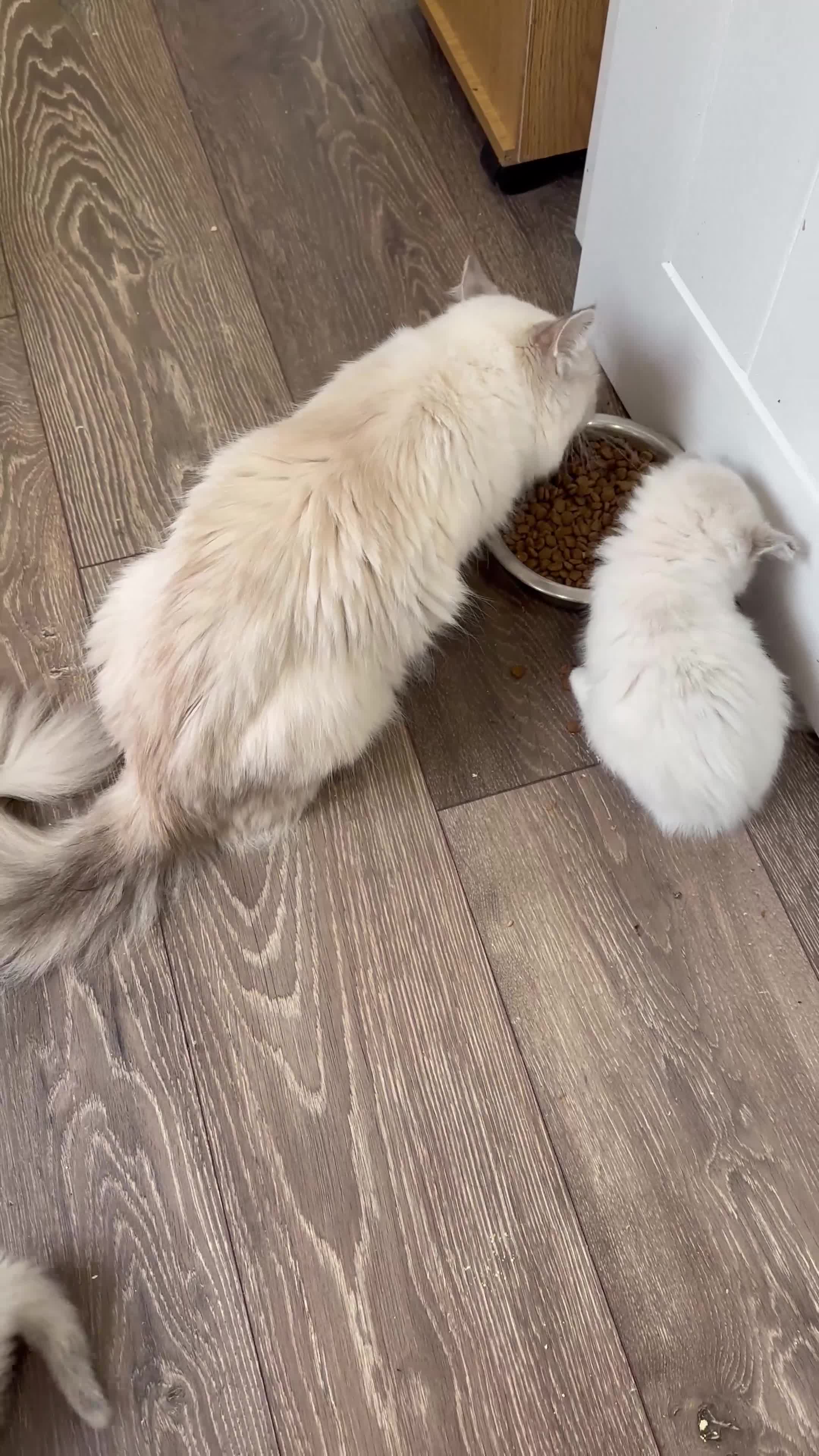 Ragdoll cats for sale: Last 3 Boys and Mom stunning pure Ragdoll - Video 1