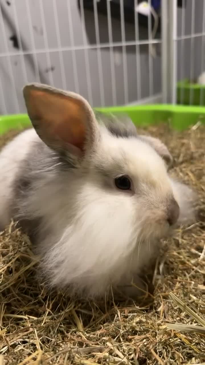 Angora rabbits for sale: Beau the mini angora  - Video 1