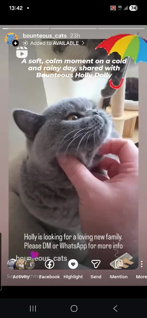 British Shorthair cats for sale: Closing of BSH cattery, 50% discount  - Video 1