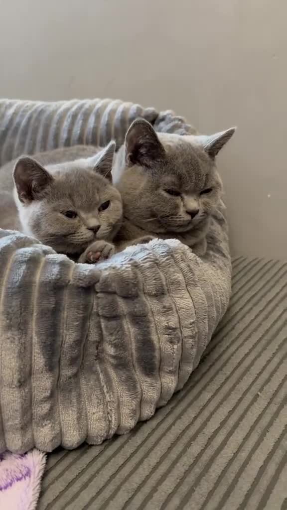 British Shorthair cats for sale: British Short Hair  - Video 1