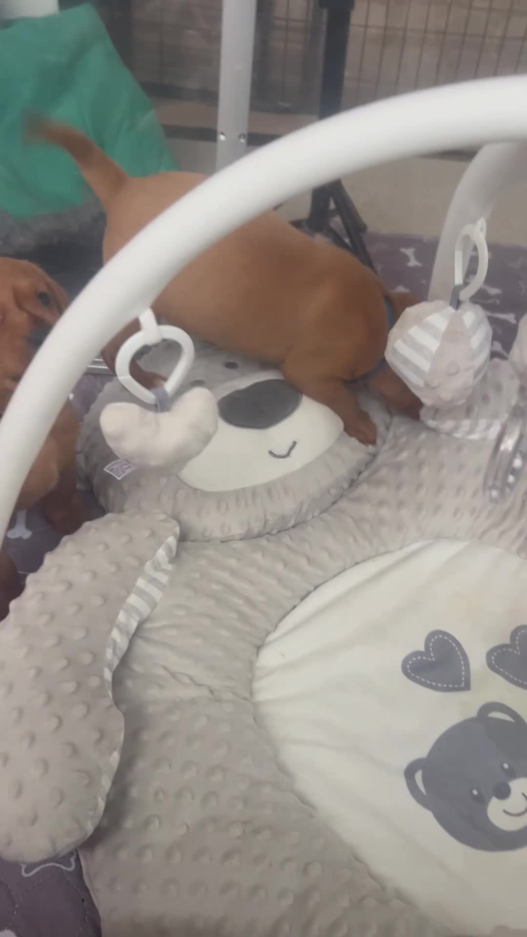 Labrador Retriever dogs for sale: Champion line KC reg dark Red Fox Yellow Labrador  - Video 2