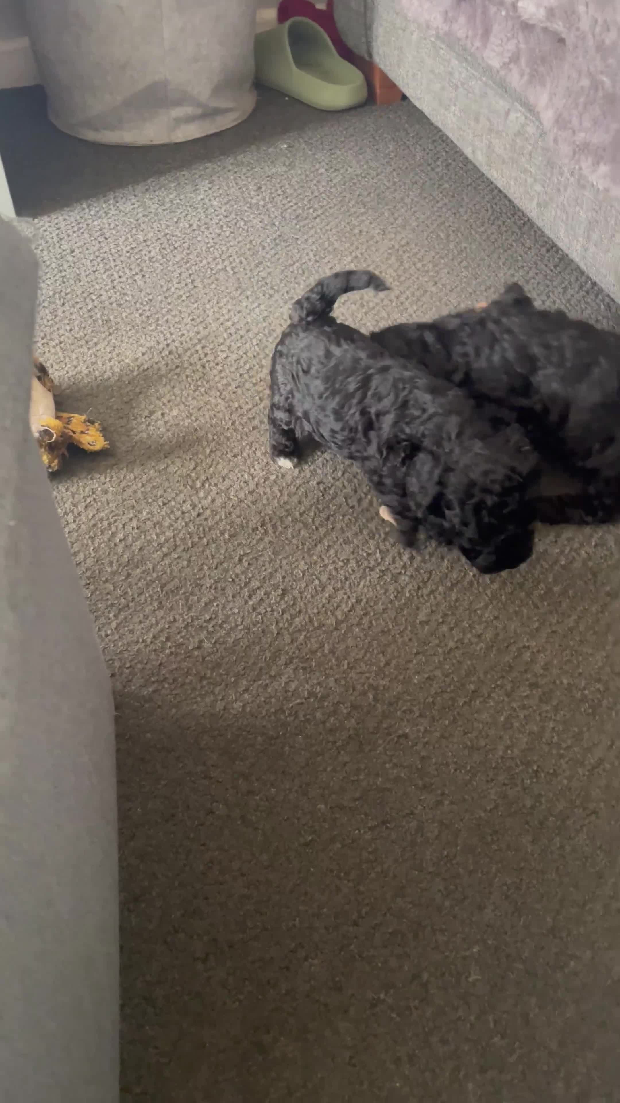 Maltipoo dogs for sale: F1B maltipoo - Video 1