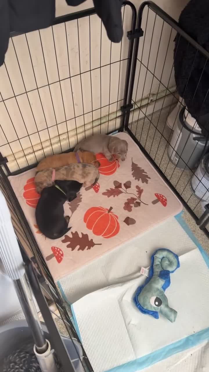 Miniature Dachshund dogs for sale: Miniature dachshunds looking for a forever home - Video 3