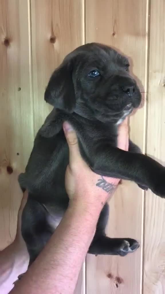 Cane Corso dogs for sale: Cane corso puppies top import bloodLines - Video 1